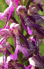 Orchis × beyrichii