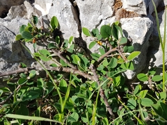 Cotoneaster pyrenaicus