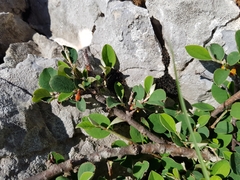 Cotoneaster pyrenaicus