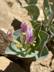 Astragalus asclepiadoides