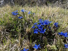 Gentiana verna