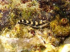 Microlipophrys adriaticus