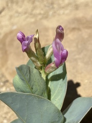 Astragalus asclepiadoides