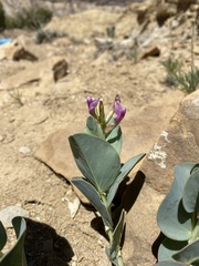 Astragalus asclepiadoides
