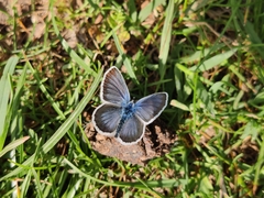 Plebejus argus