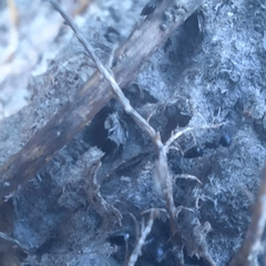 Crematogaster peringueyi