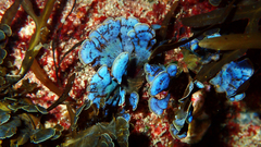 Lobophora variegata