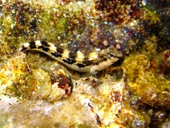 Microlipophrys adriaticus