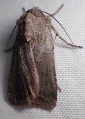 Protorthodes melanopis