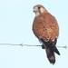Falco cenchroides - Photo (c) Marj Kibby,  זכויות יוצרים חלקיות (CC BY-NC)