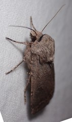 Protorthodes melanopis