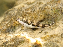 Microlipophrys adriaticus