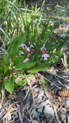 Chamaecytisus purpureus