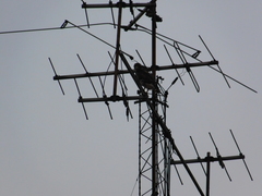 Parabuteo unicinctus