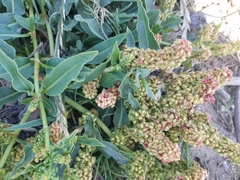 Rumex crassus