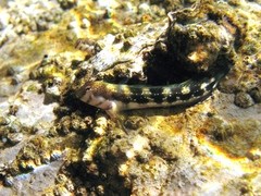 Microlipophrys adriaticus