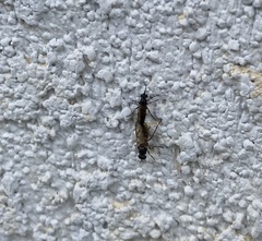 Diptera
