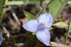 Tradescantia humilis