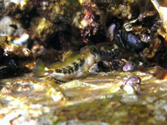 Microlipophrys adriaticus