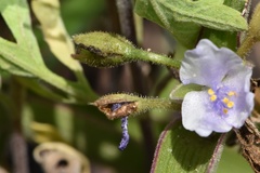 Tradescantia humilis