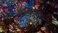 Lobophora variegata