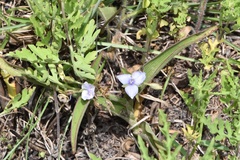 Tradescantia humilis