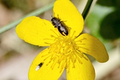 Anthaxia quadripunctata