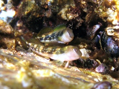 Microlipophrys adriaticus