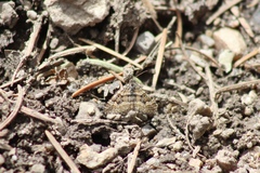 Epirrhoe plebeculata