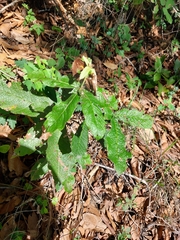 Quercus rysophylla