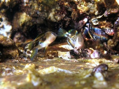 Microlipophrys adriaticus
