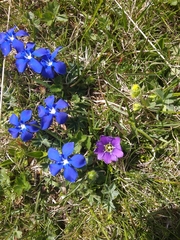 Gentiana pyrenaica