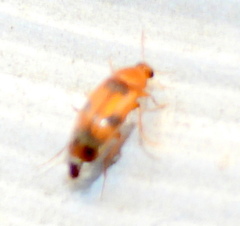 Diclidia