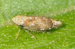 Latalus