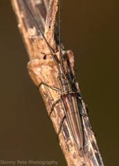 Hippopsis lemniscata