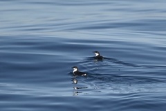 Synthliboramphus scrippsi