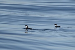 Synthliboramphus scrippsi