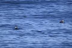 Synthliboramphus scrippsi