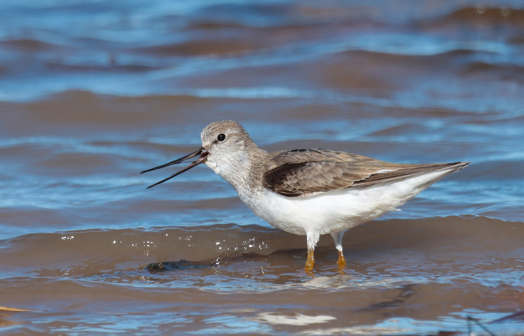 Terek Sandpiper photo