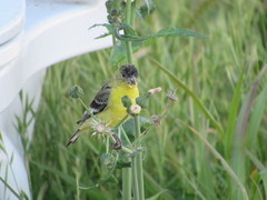 Spinus psaltria
