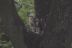 Buteo jamaicensis
