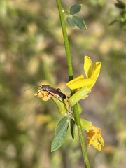 Lopidea marginata