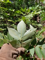 Carya myristiciformis