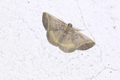 Perissopteryx griseobarbipes