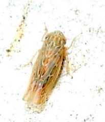 Graminella sonora