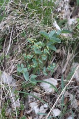 Euphorbia alpina