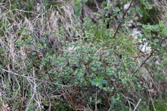 Euphorbia alpina