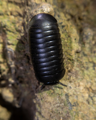 Oniscomorpha
