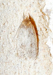 Inga obscuromaculella