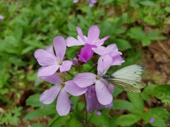 Cardamine quinquefolia